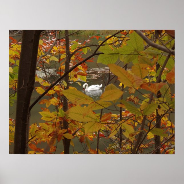 Póster Estanque de otoño con cisne (Frente)