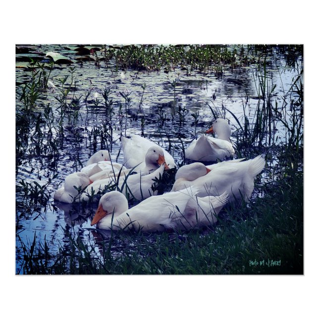 Póster Estanque de patos dormilones animales (Anverso)