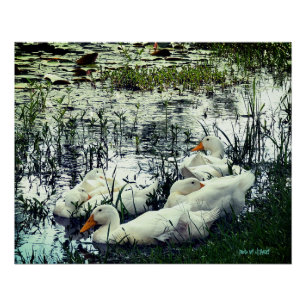 Póster Estanque de vida silvestre Patos Animales