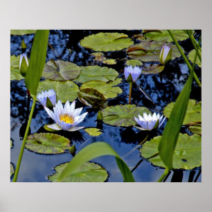 Póster Estanque pacífico