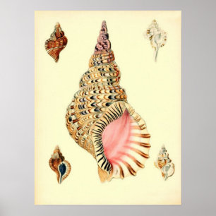 Póster Estanques marinos de época