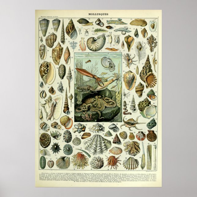 Póster Estanques marinos de época de Adolphe Millot (Frente)