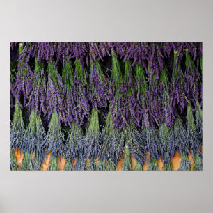Póster Estante de secado de lavanda
