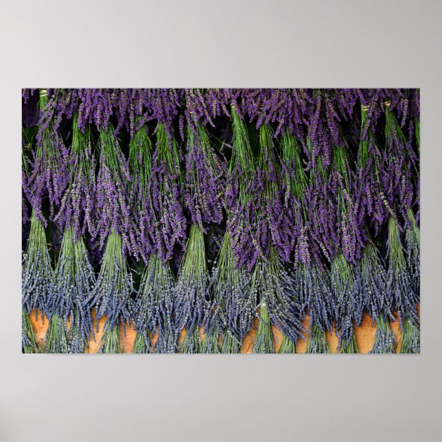 Póster Estante de secado de lavanda (Frente)