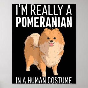 Póster Este es un disfraz humano un perro pomerania Hallo