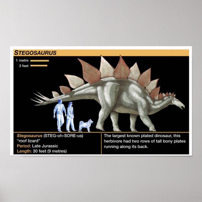 Póster Estegosaurio - Cronología de dinosaurios de biolog (Frente)