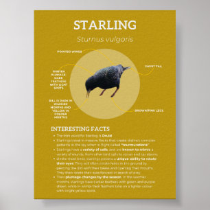 Póster Estelar