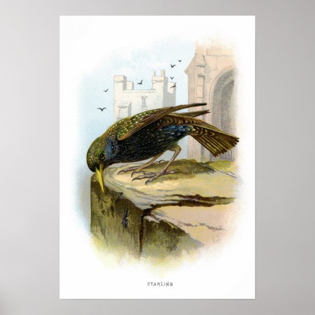 Póster Estelar (Frente)