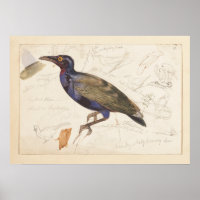 [Estelar no identificado]. 1835, Lear, Edward