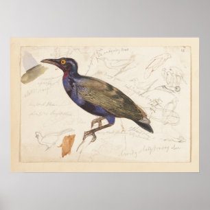 Póster [Estelar no identificado]. 1835, Lear, Edward