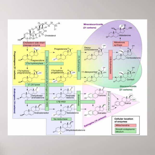 Póster Esteroidogénesis Humana Diagrama Químico Biológico (Frente)