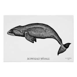 Póster Estimulando la ballena artística Bowhead