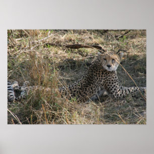 Póster estiramiento de cheetah