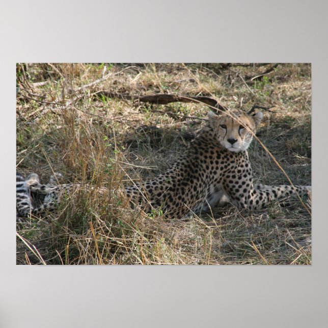 Póster estiramiento de cheetah (Frente)