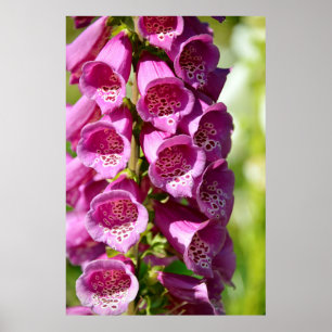 Póster Estopa púrpura