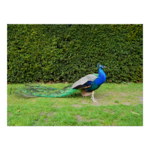 Póster Estrangulación de pavos reales