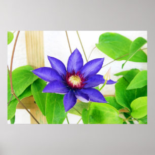 Póster Estrella azul