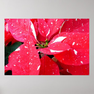 Póster Estrella Brillante Sorpresa Flor de Nochebuena Flo