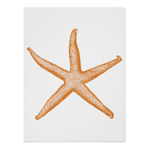 Póster Estrella de mar