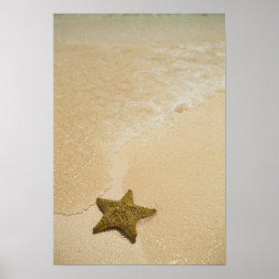 Póster Estrella de mar en playa de arena, Gibbs Cay Land