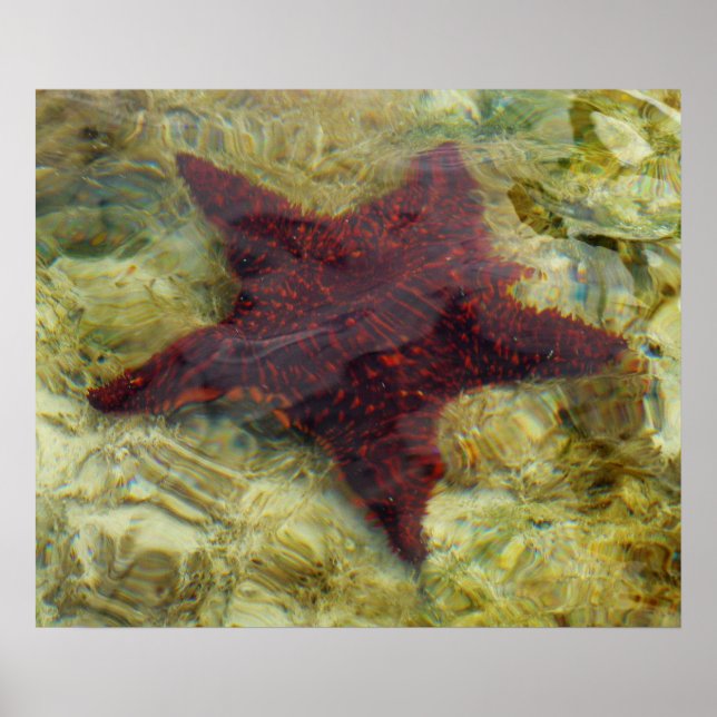 Póster Estrella de mar submarina en las Bahamas (Frente)