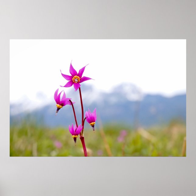 Póster Estrella de tiro (Frente)