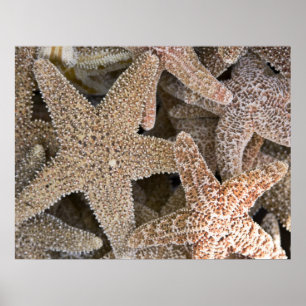 Póster estrella de todas partes