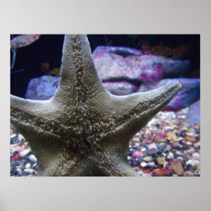 Póster Estrella del mar