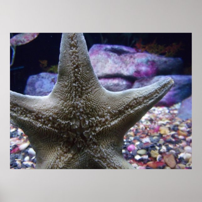 Póster Estrella del mar (Frente)
