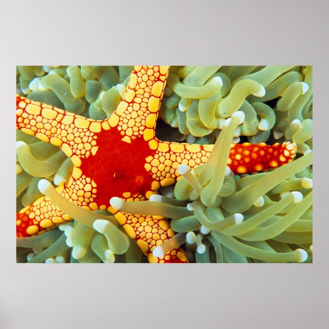 Póster Estrella Del Mar Rojo Y Amarillo (Frente)