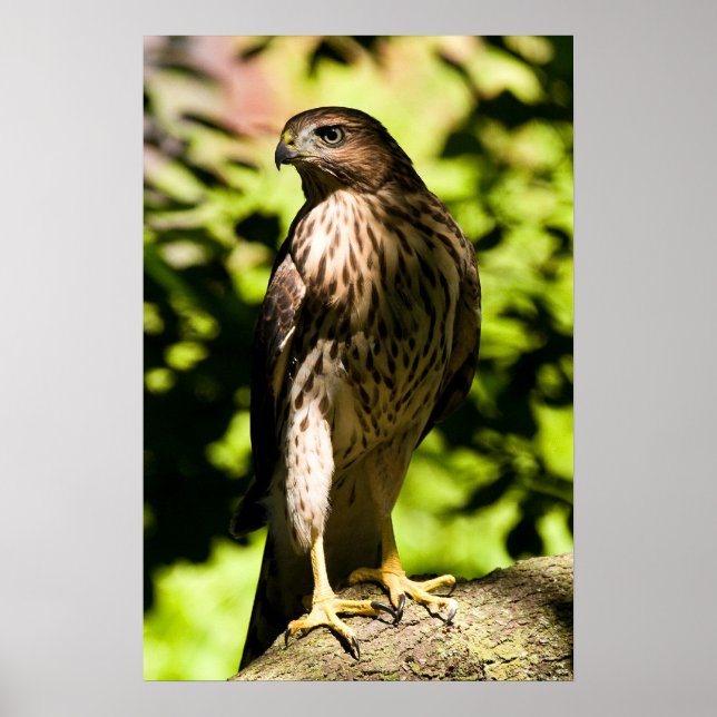 Póster Estrella intensa (Frente)