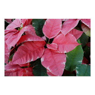 Póster Estrella plateada de mármol Poinsettias Flor de va