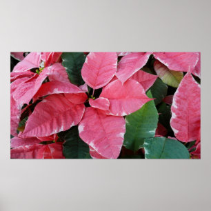 Póster Estrella plateada de mármol Poinsettias Flor de va