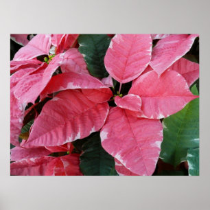 Póster Estrella plateada de mármol Poinsettias Flor de va