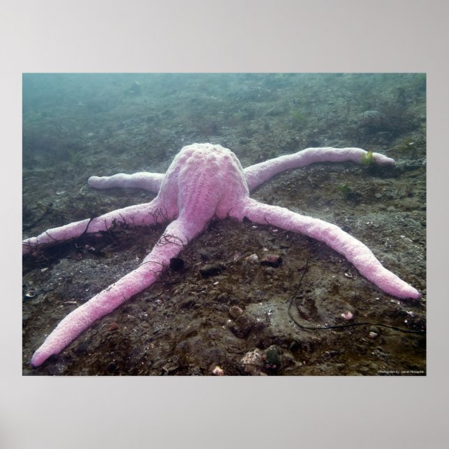 Póster Estrella rosa gigante (Pisaster brevispinus) (Frente)