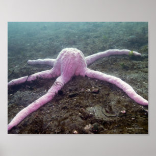 Póster Estrella rosa gigante (Pisaster brevispinus)