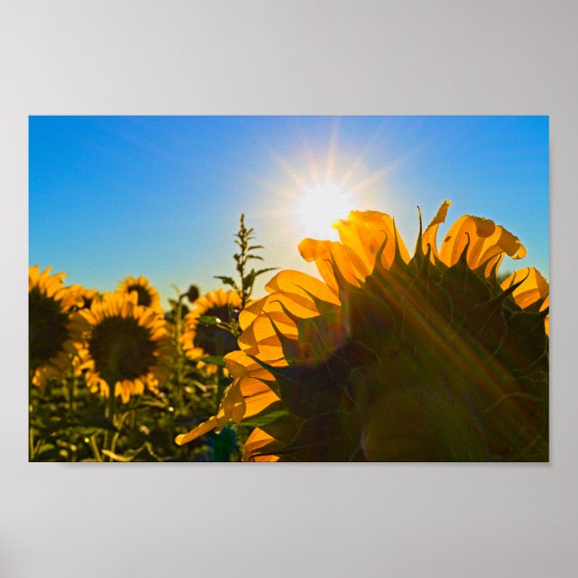Póster Estrella solar del girasol (Frente)