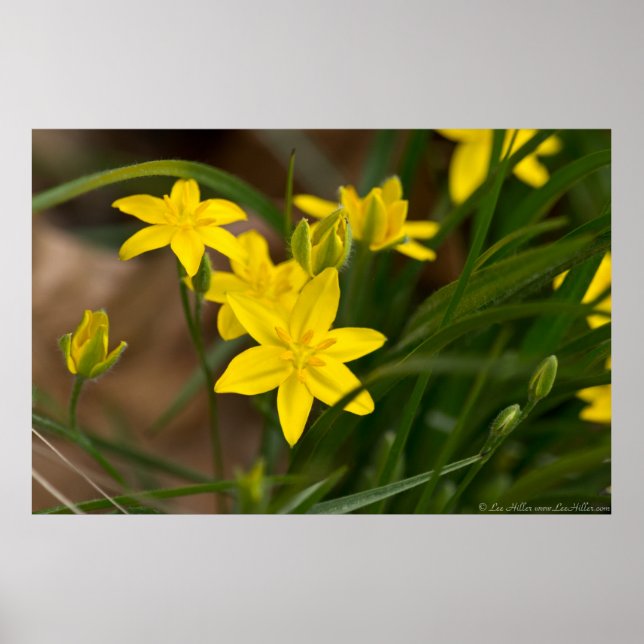 Póster Estrellas Amarillas Se Doblan En Un Poster Brisa (Frente)