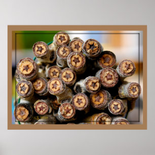 PÓSTER ESTRELLAS DE MADERA DE COTTON A LO LARGO DEL RÍO G