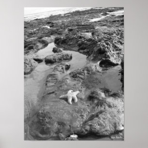 Póster Estrellas de mar