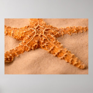 Póster Estrellas de mar