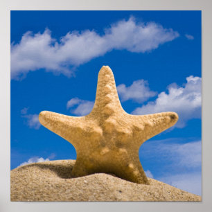 Póster estrellas de mar
