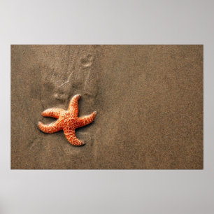 Póster Estrellas de mar