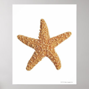 Póster Estrellas de mar aisladas en blanco