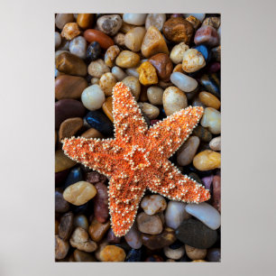 Póster Estrellas de mar en rocas