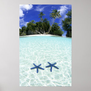 Póster Estrellas de mar, Islas Roca, Palaos