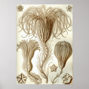 Póster Estrellas de pluma de Ernst Haeckel Crinoidea