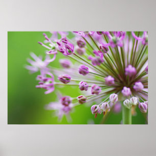 Póster Estrellas pequeñas