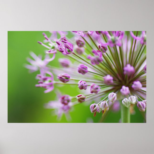 Póster Estrellas pequeñas (Frente)