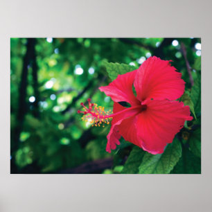 Póster Estropee la flor 28" de Pacifico x 20" poster